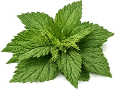 Brennnessel (Urtica dioica) — Kräuterextrakt in {{OFFER_NAME}}