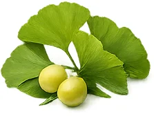 Ginkgo biloba — Pflanzenextrakt in {{OFFER_NAME}}