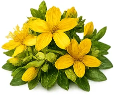 Johanniskraut (Hypericum perforatum) — Pflanzenauszug in {{OFFER_NAME}}