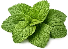 Melisse (Melissa officinalis) — Kräuterextrakt in {{OFFER_NAME}}