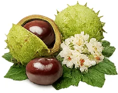 Rosskastanie (Aesculus hippocastanum) — pflanzlicher Wirkstoff in {{OFFER_NAME}}