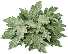 Wermut (Artemisia absinthium) — Kräuterpflanze in {{OFFER_NAME}}